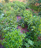 LONG CHILLI (நீள சம்பா மிளகாய்)