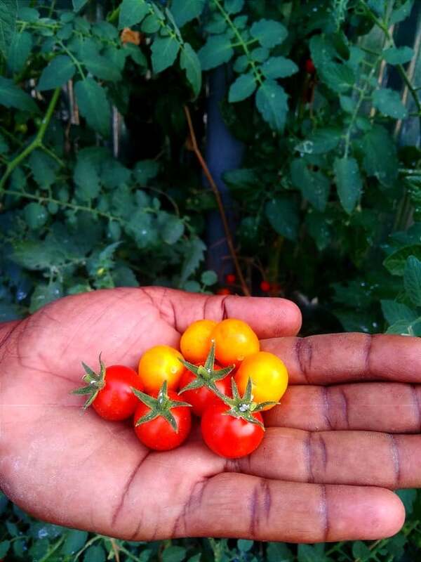 RED CHERRY TOMOTTO- BIG ( சிகப்பு செர்ரி தக்காளி - big)