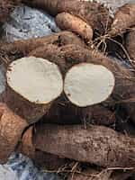 Veththala Valli  Medium