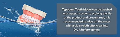 Ultrassist Typodont Ultrassist Typodont