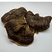Seta Ganoderma Lucidum