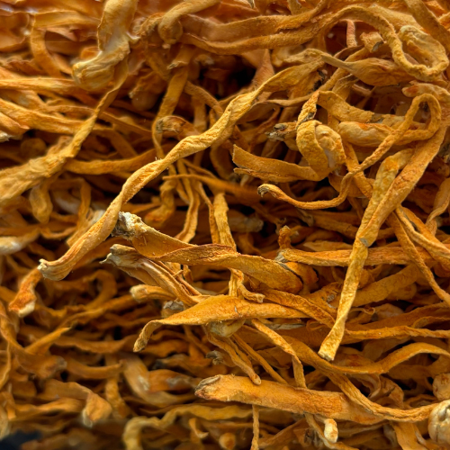 Hongo Cordyceps Militaris seco