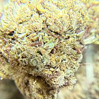 Cerrito Kush Exterior Regular