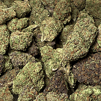 Strawpico Greenhouse Exotic Living Soil