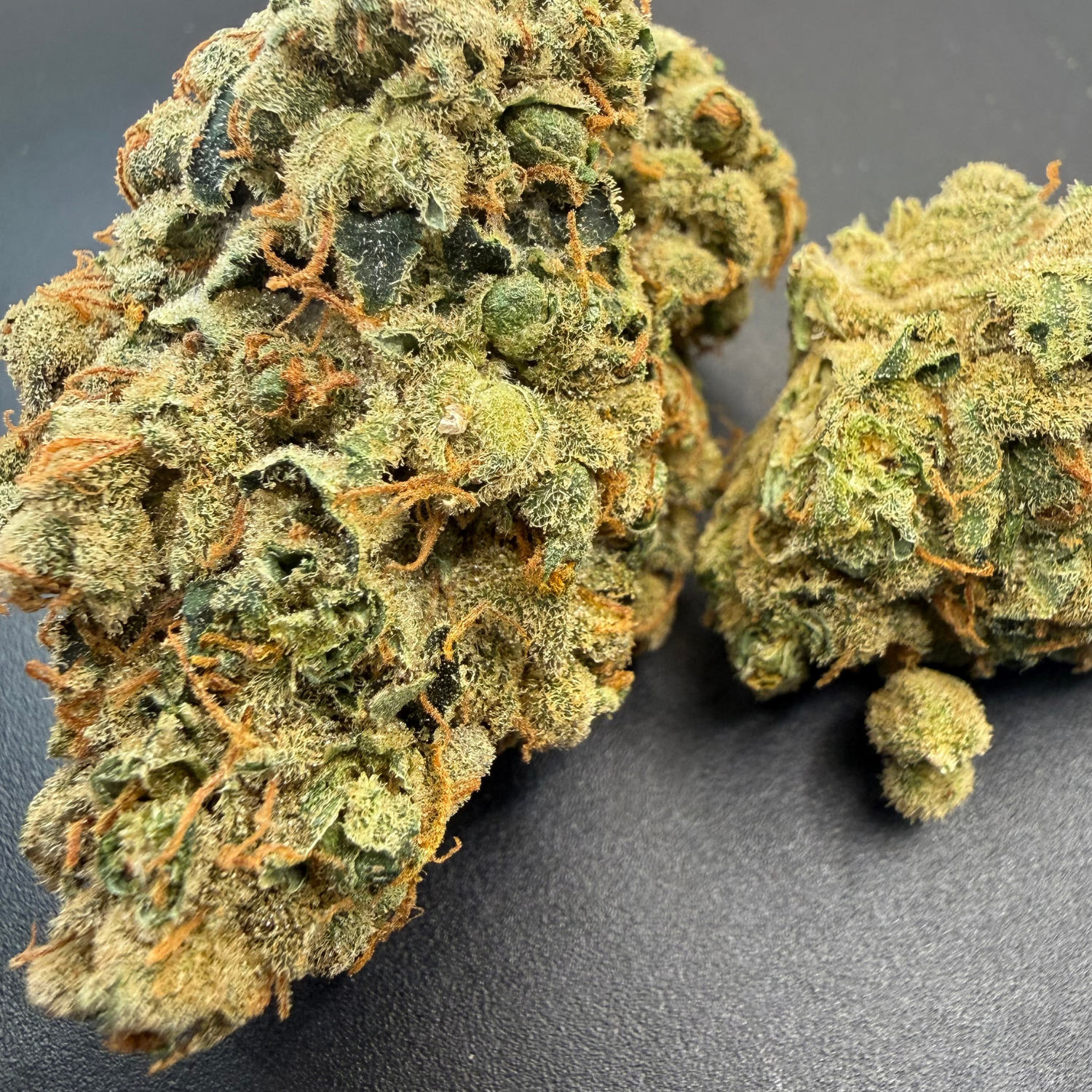 Blackberry Sour Indoor Hidropónica