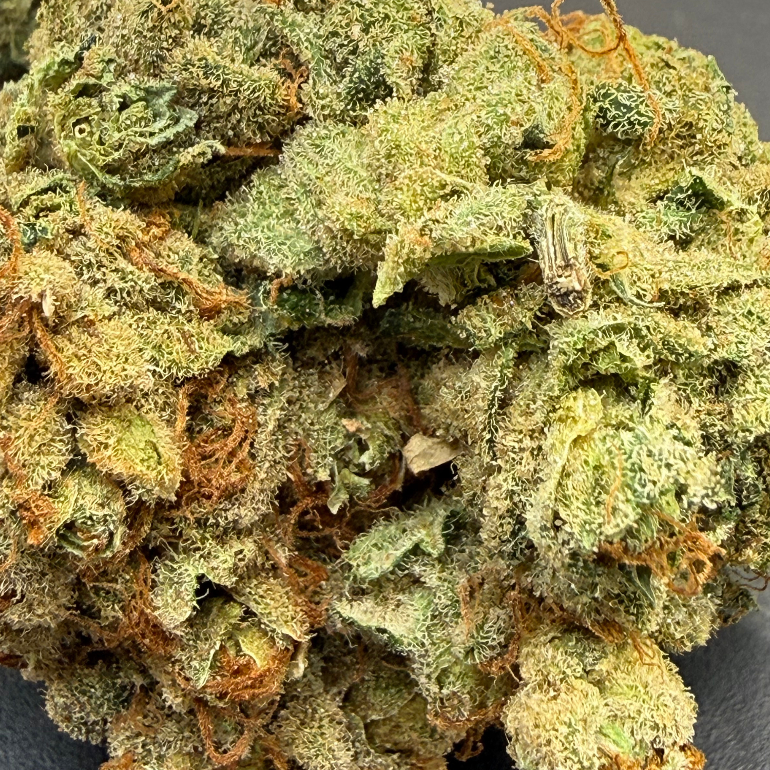 Holy Grail Kush Indoor Hidropónica
