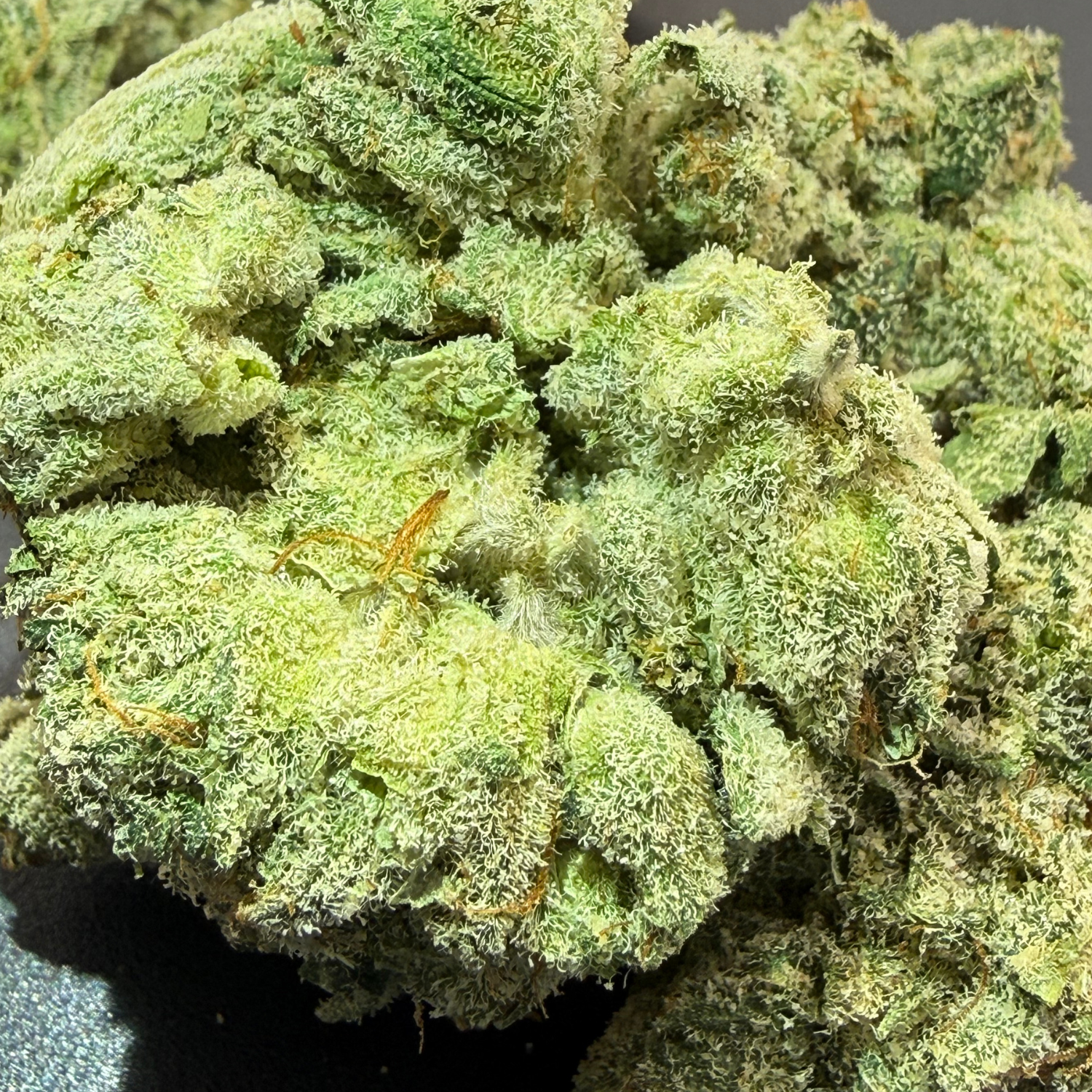 Super Lemon × Gary Payton Indoor Hidropónica