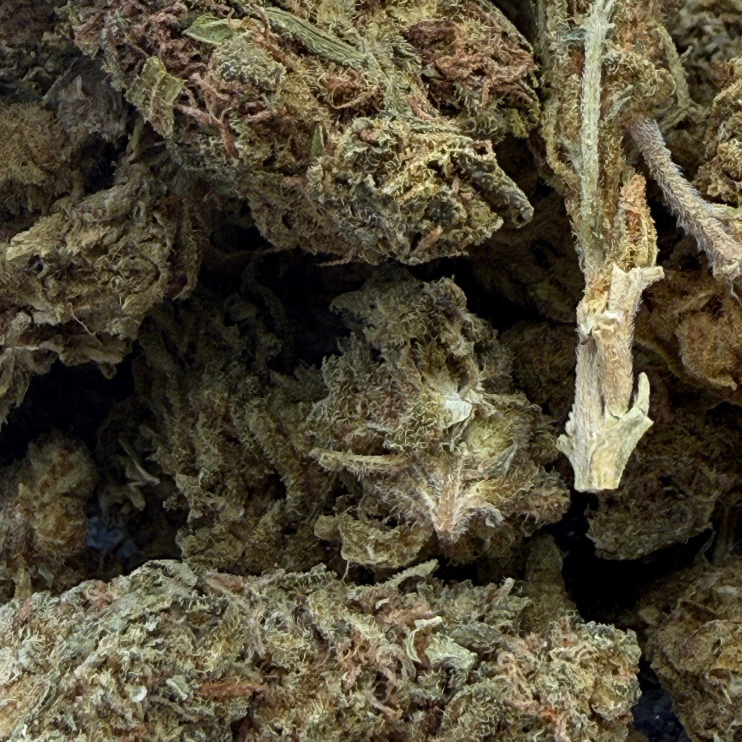 Jack Herer Indoor Básica