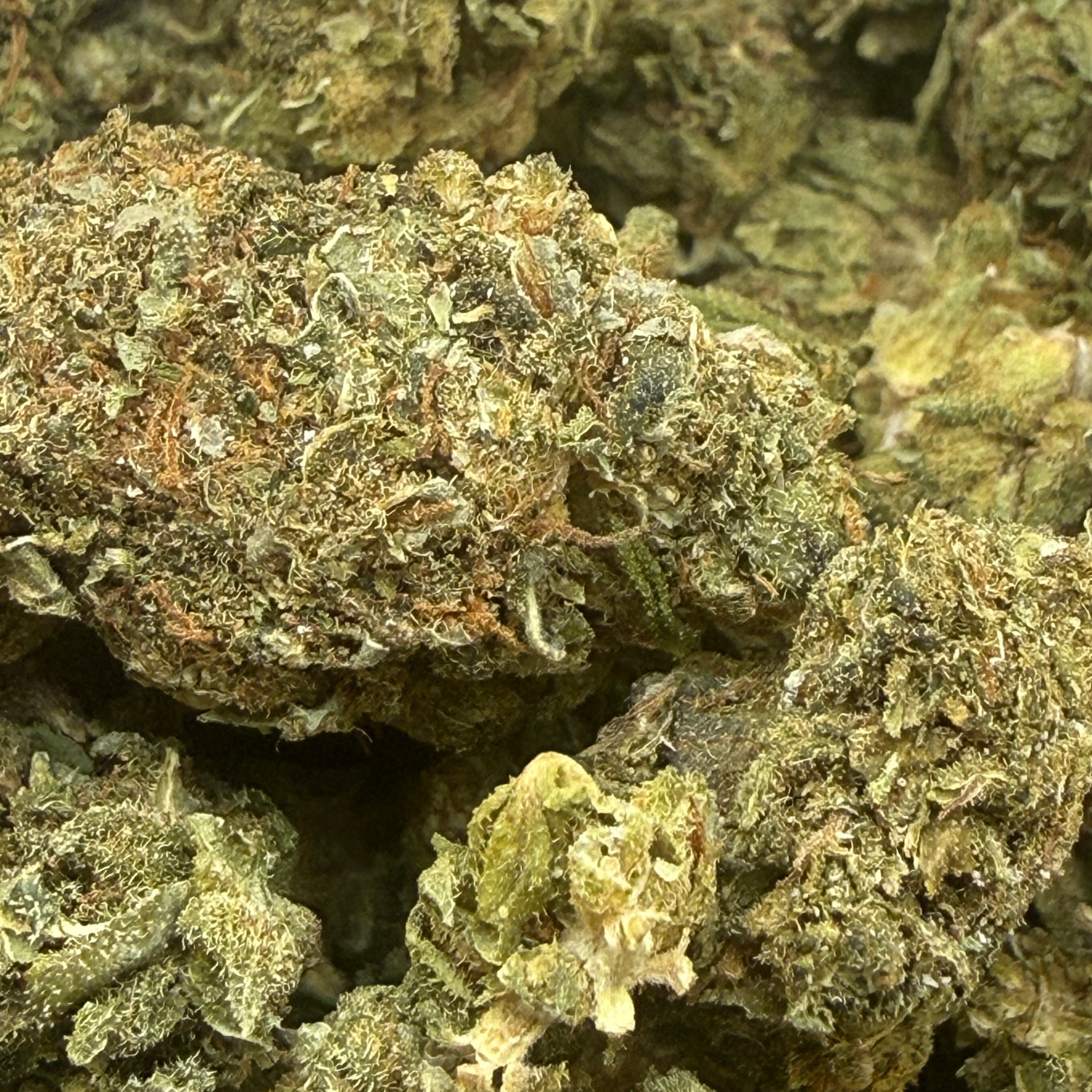 Kosher Kush Exterior Regular