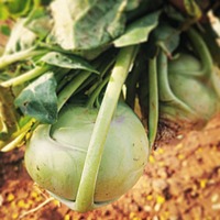 NOOKALS (நூக்கல்ஸ்)