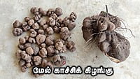 மேல்காச்சி கிழங்கு Melkachi Kilangu