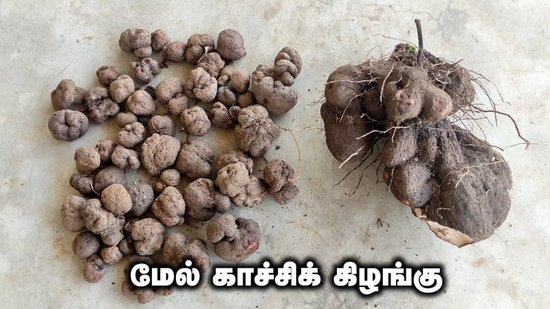மேல்காச்சி கிழங்கு Melkachi Kilangu