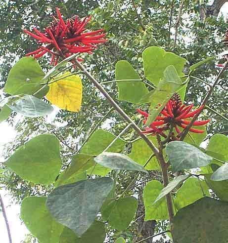 Kalyana Murungai | கல்யாண முருங்கை