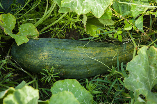 Long pumpkin | நீள பூசணி