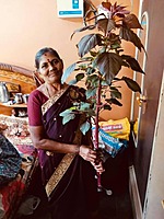 THANDU KEERAI RED ( FOXTAIL AMARANTHUS ) (சிகப்பு தண்டுக்கீரை)