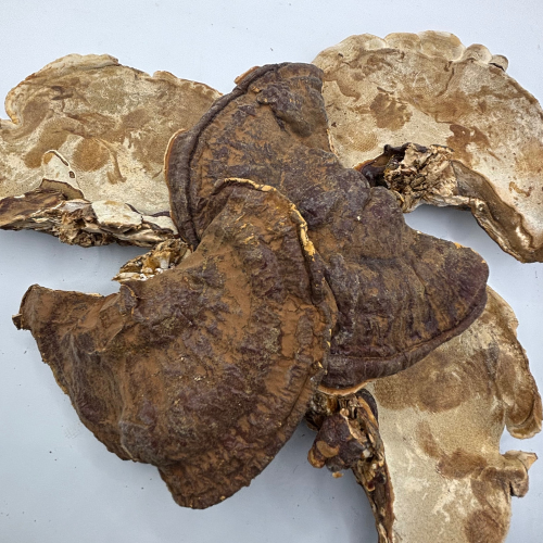 Seta Ganoderma Lucidum