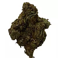 Cerrito Kush Exterior Regular