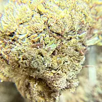 Mayoreo Cerrito Kush exterior regular
