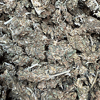 Amnesia Haze Exterior