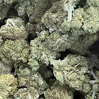 Velvet Gucci indoor