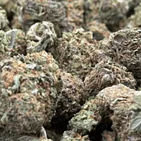 Sour Zkittlez Greenhouse Select
