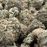 Sour Zkittlez Greenhouse Select