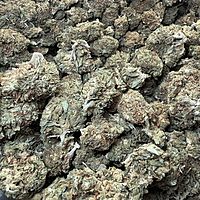 Maui Wowie Greenhouse Standard