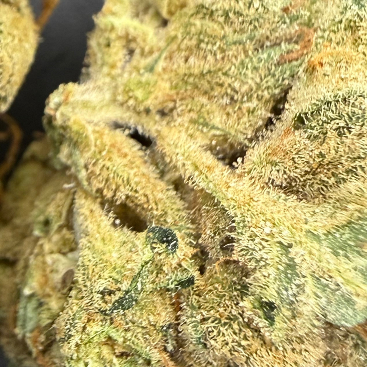 Blackberry Sour Indoor Hidropónica