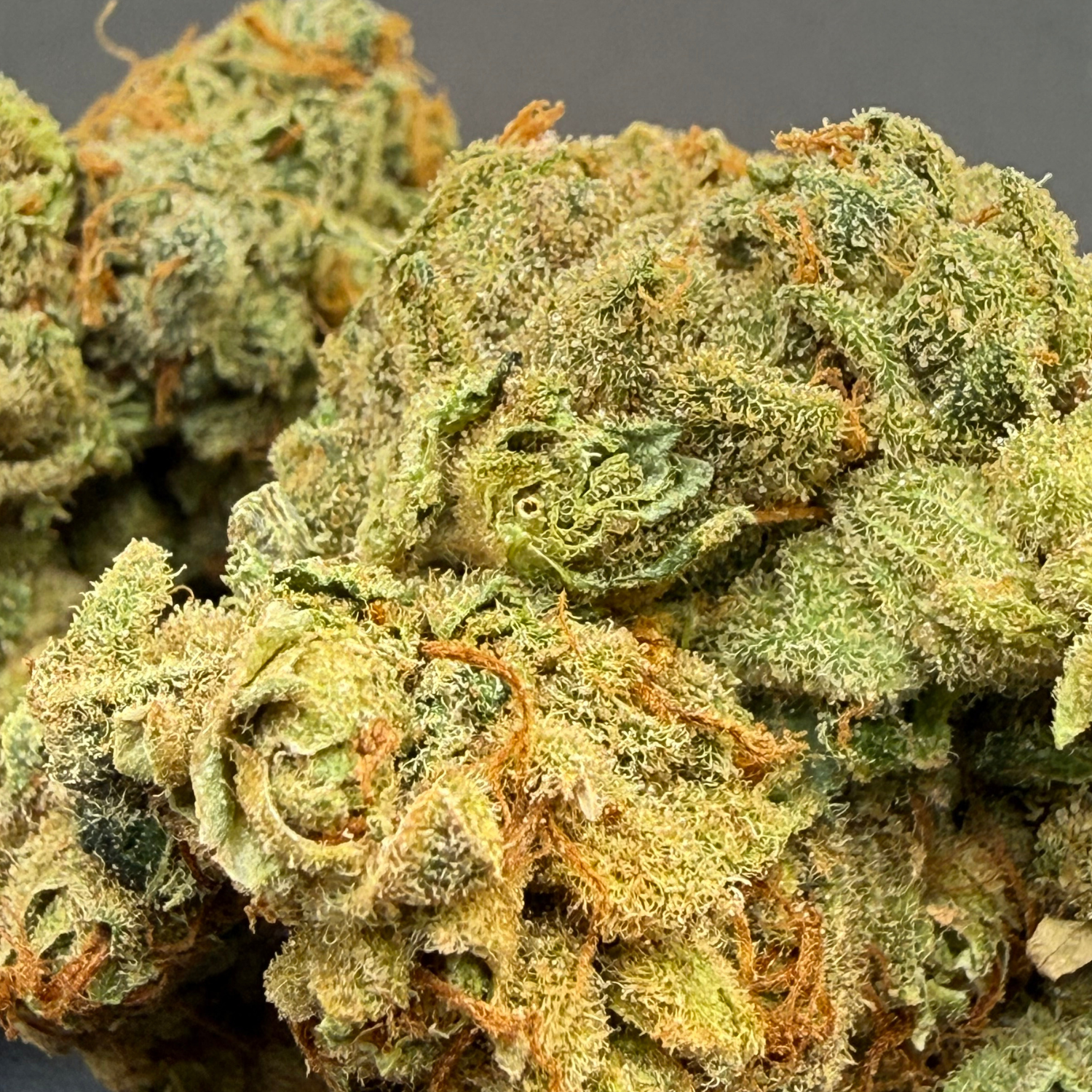 Holy Grail Kush Indoor Hidropónica