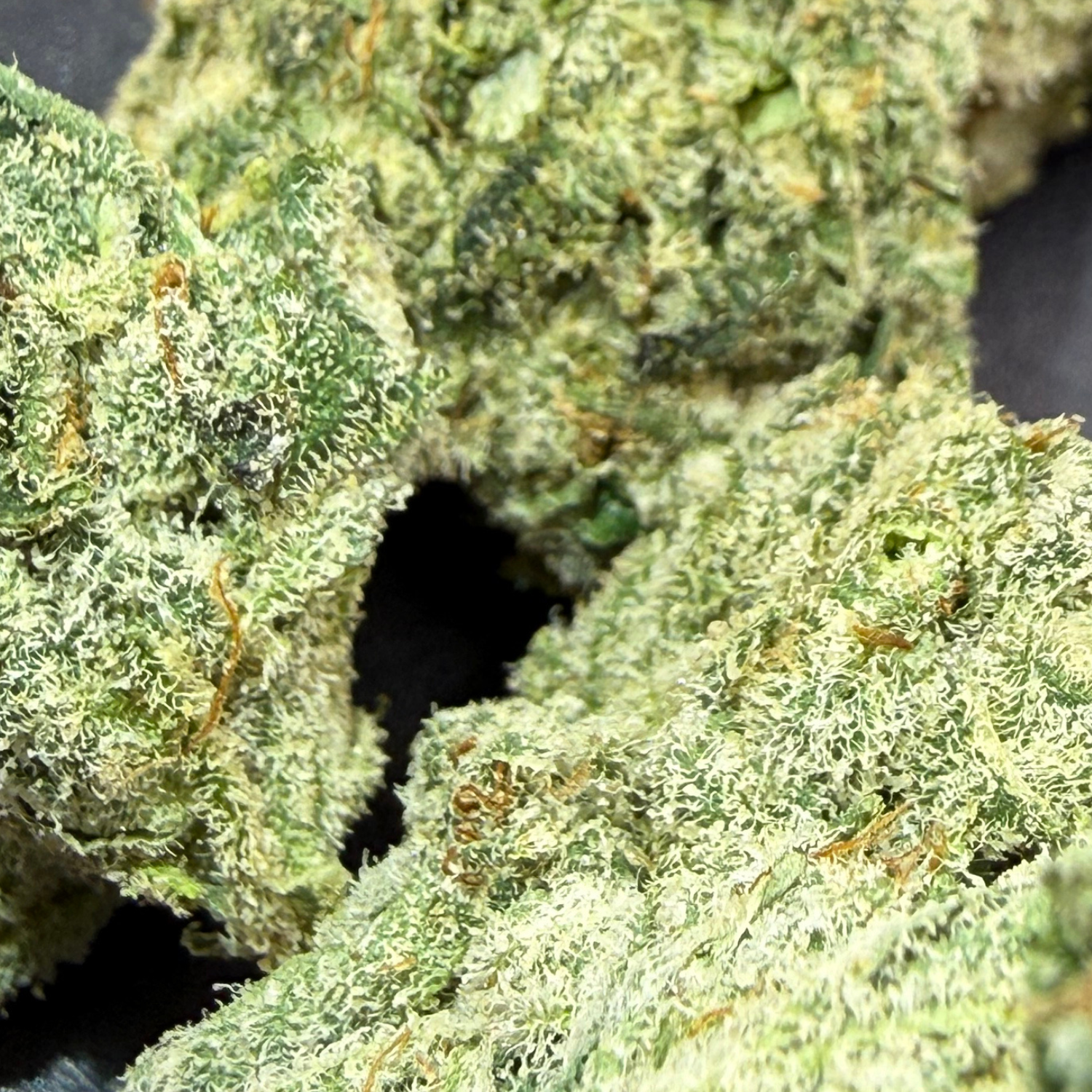 Super Lemon × Gary Payton Indoor Hidropónica