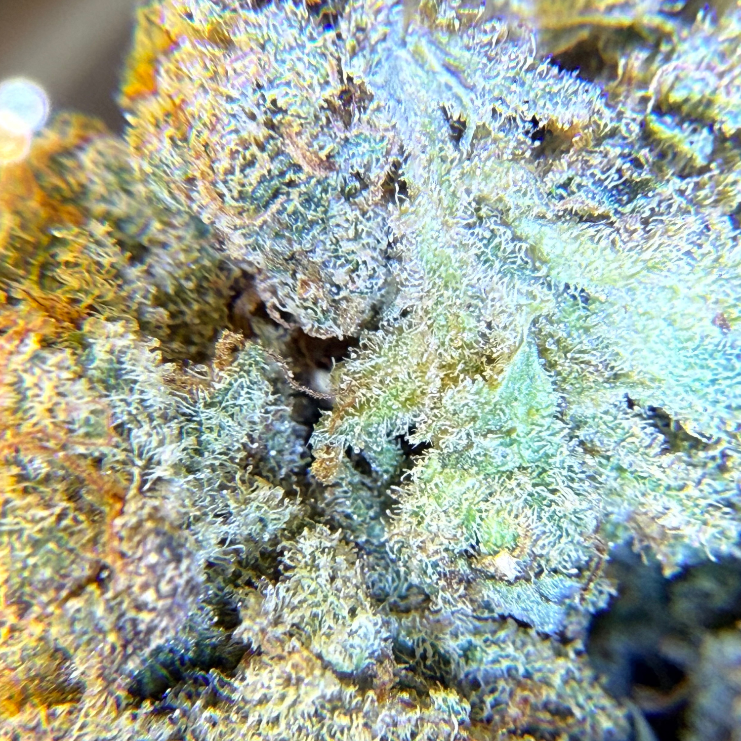 Purple Sunset Indoor Hidropónica