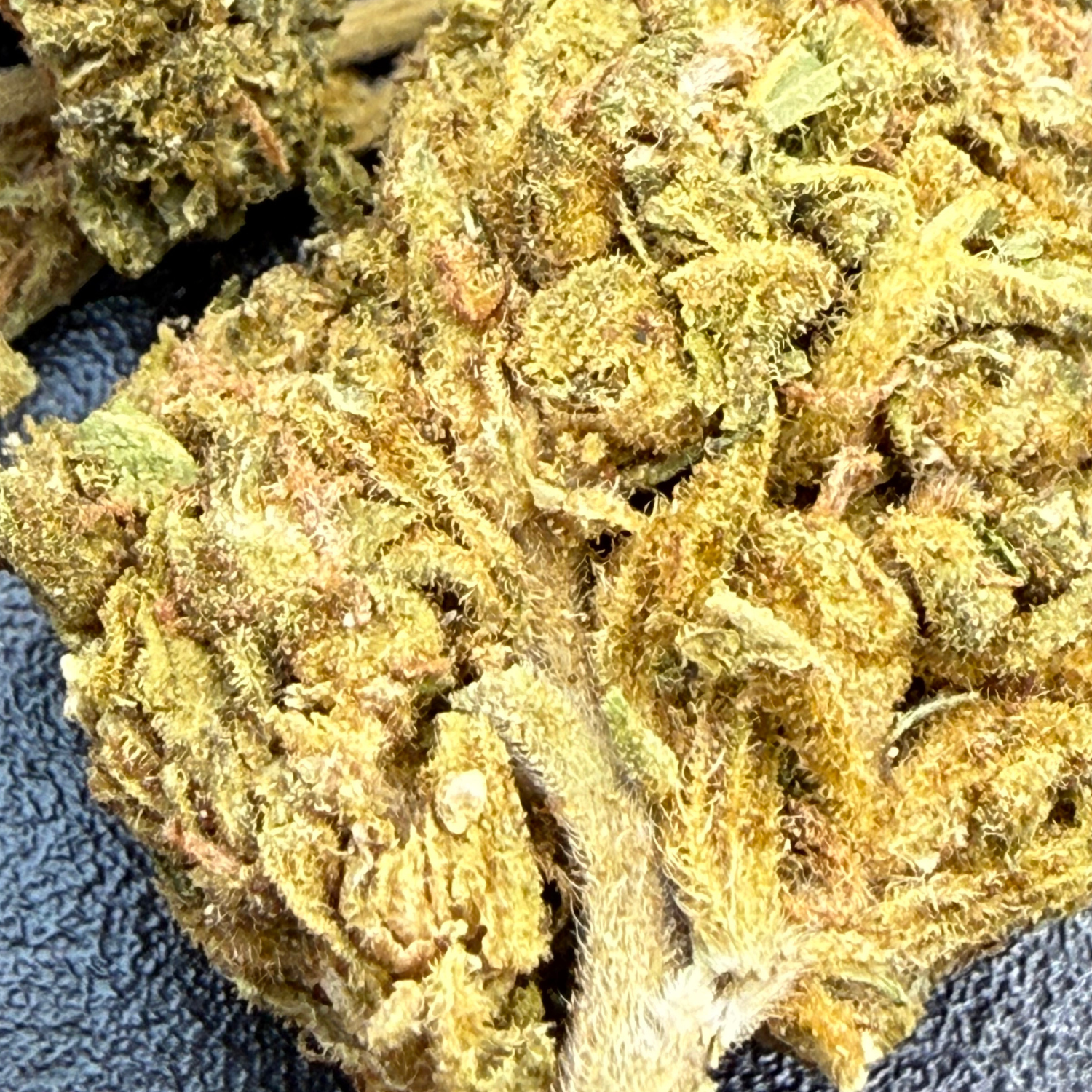 Jack Herer Indoor Básica