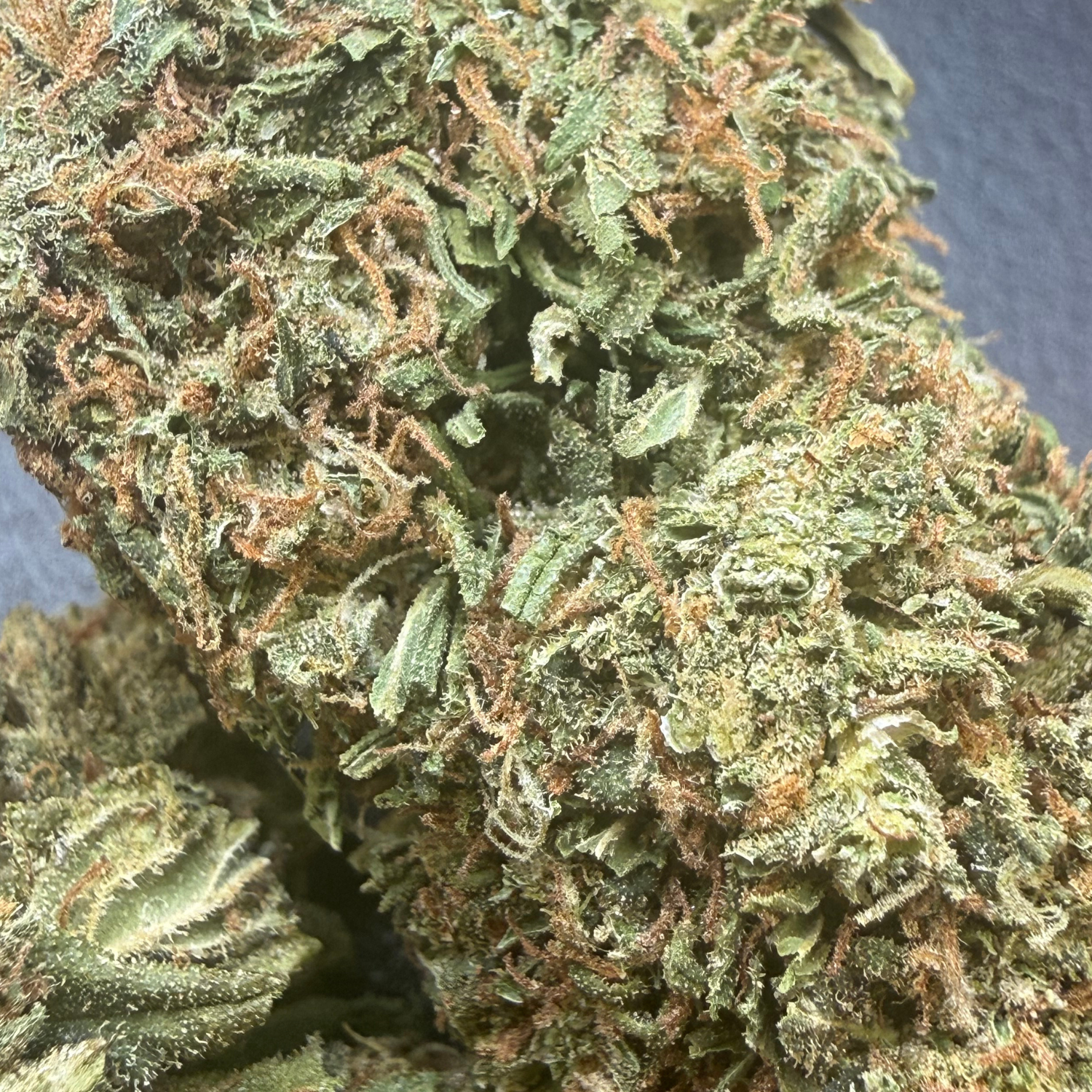 Peach Indoor Clásica