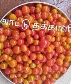 காட்டு தக்காளி | Tomato - wild