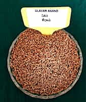 SEERAGAM CUMIN 100G (சீரகம் | 100G)