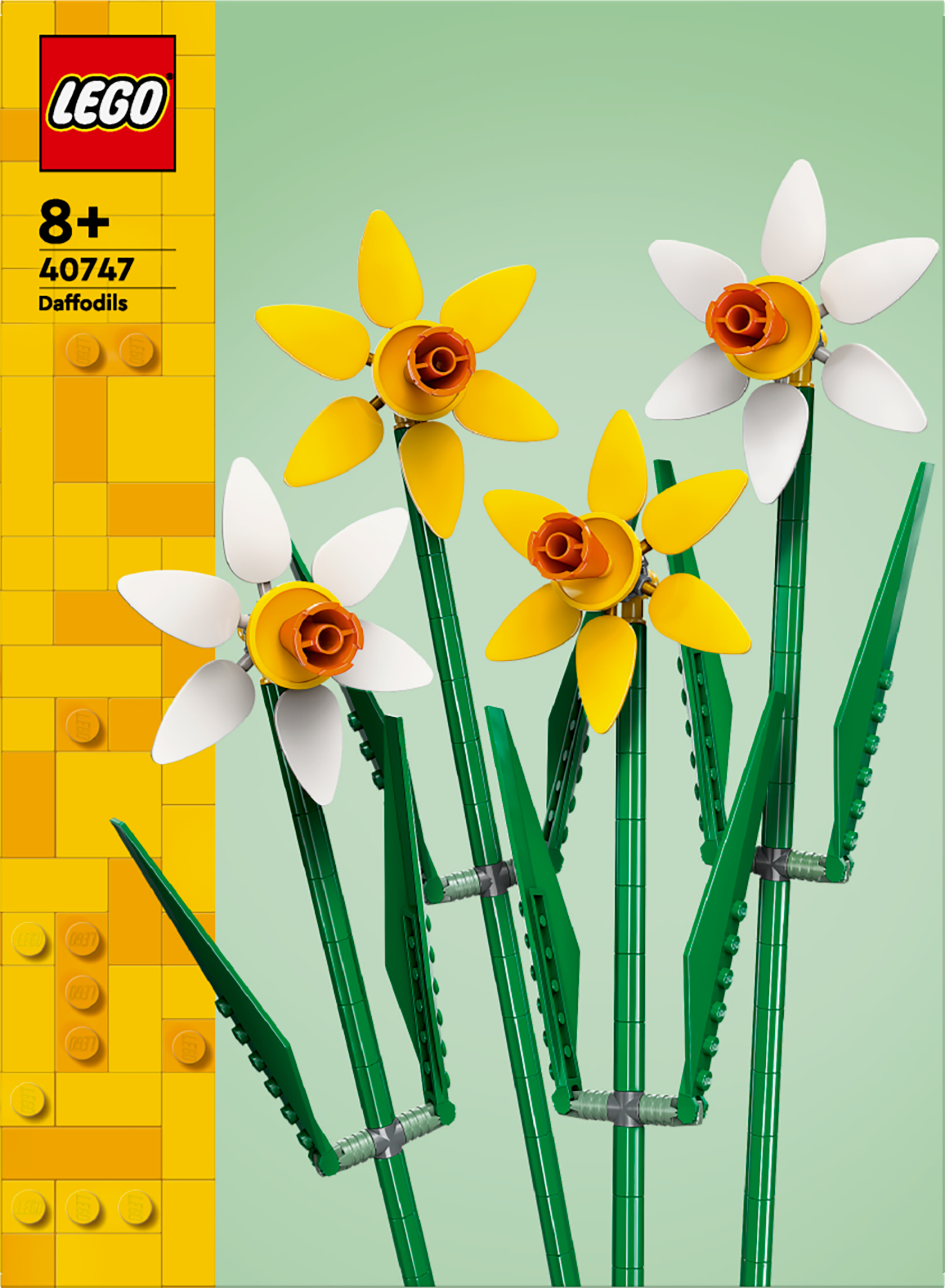 Daffodils