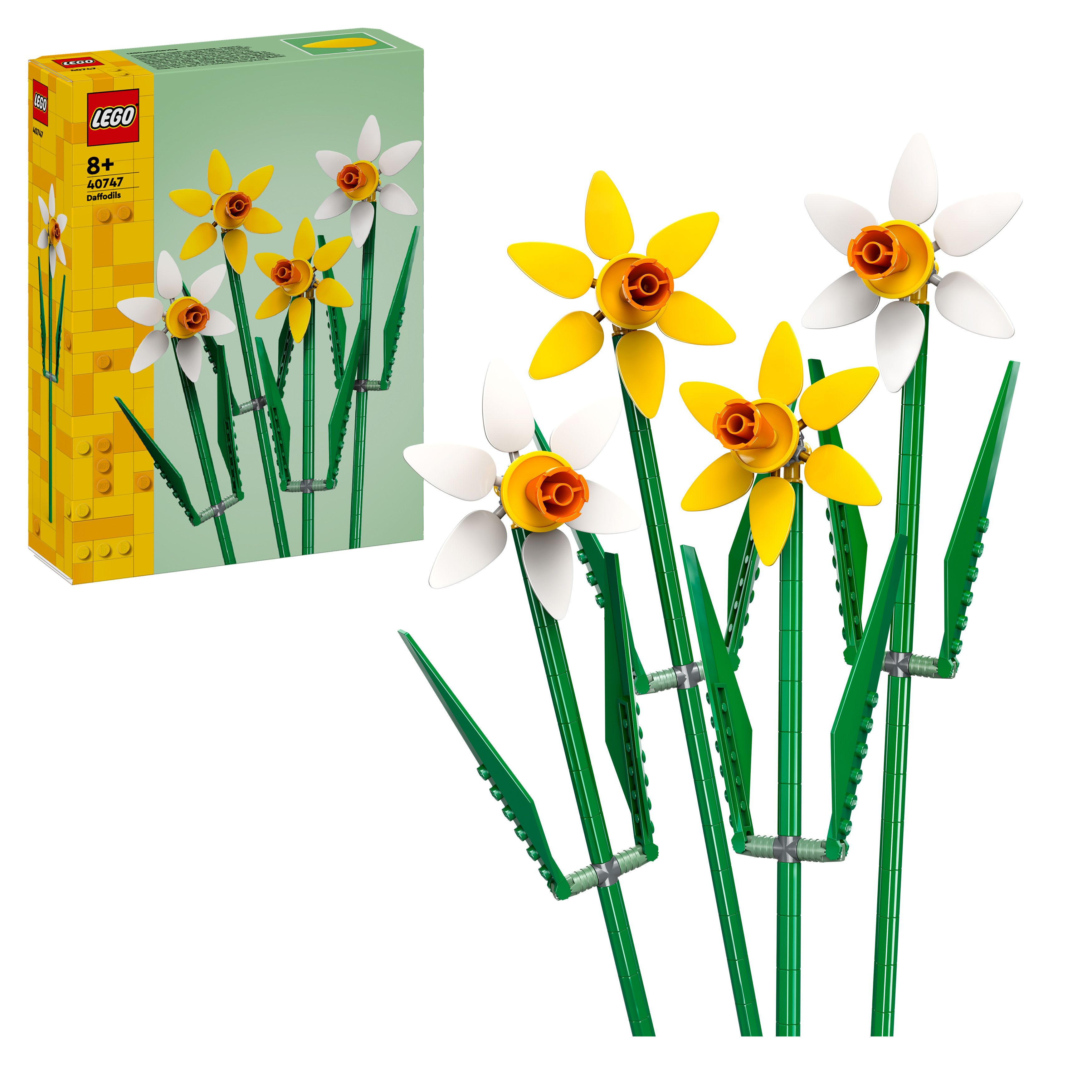 Daffodils