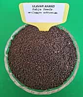 SABJA SEEDS 100G (சப்ஜா விதை | 100 G)