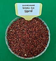 Rathasali Rice 500 g | ரத்தசாலி 500 G