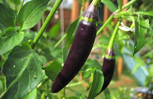 Black Chilly | கருப்பு மிளகாய்