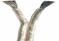 ANCOR Marine Grade Super Flex Premium Tinned Audio 2-Cable Wiring