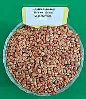 HORSE GRAM 200G KOLLU (கொள்ளு பருப்பு |200G)