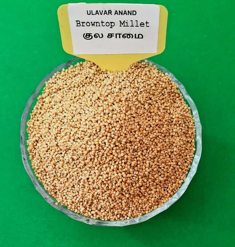 குல சாமை 500G l Browntop Millet 500G