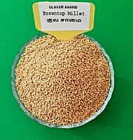 குல சாமை 1 KG  | Browntop Millet 1KG