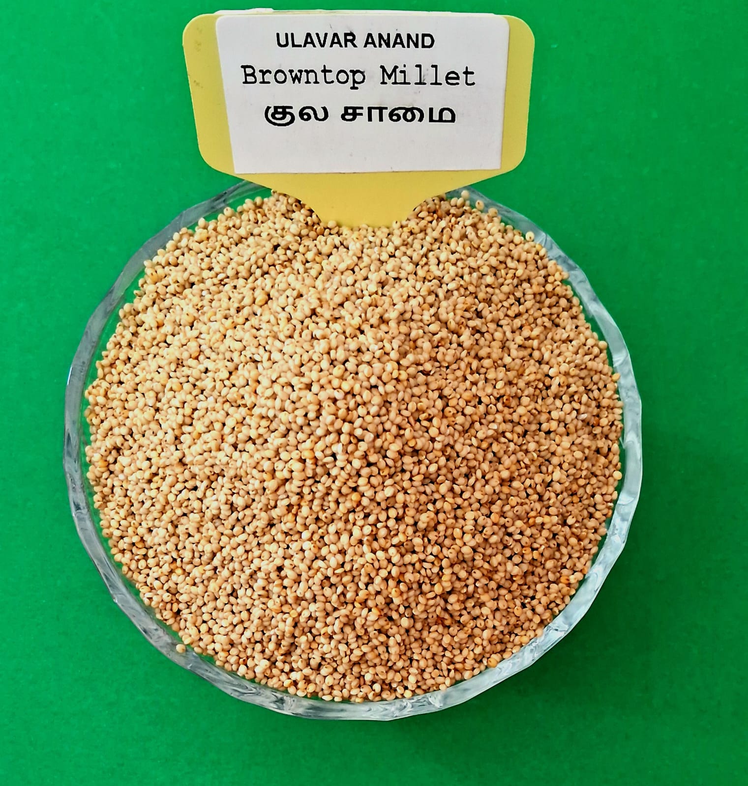 குல சாமை 1 KG | Browntop Millet 1KG