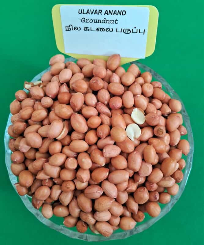 நில கடலை பருப்பு 250 GRAM