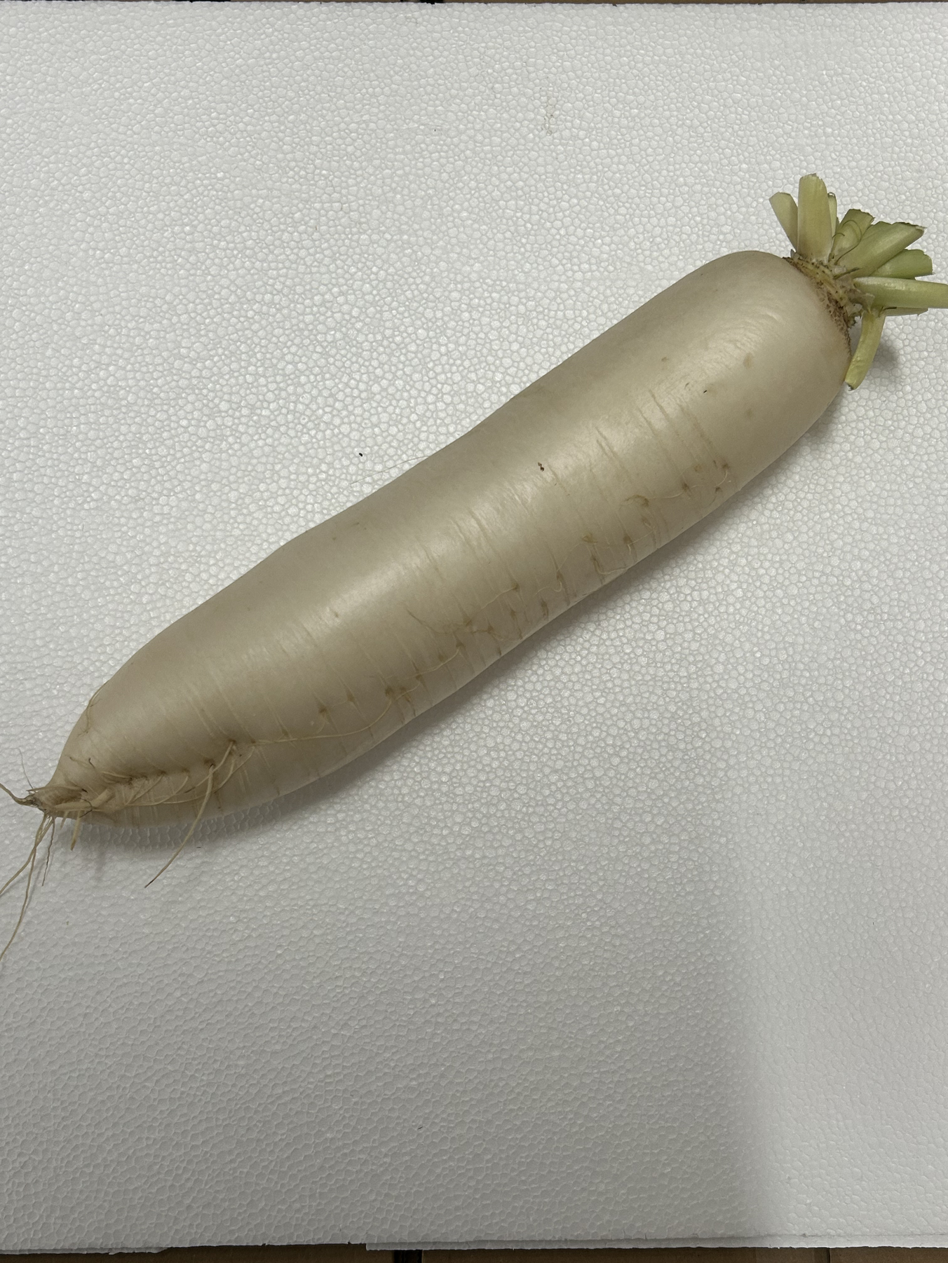 DAIKON 40#