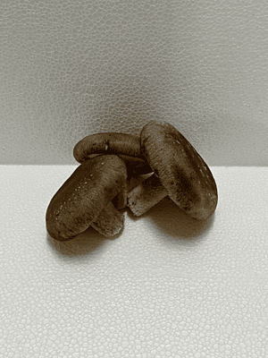 Mush-SHIITAKE 5# USA