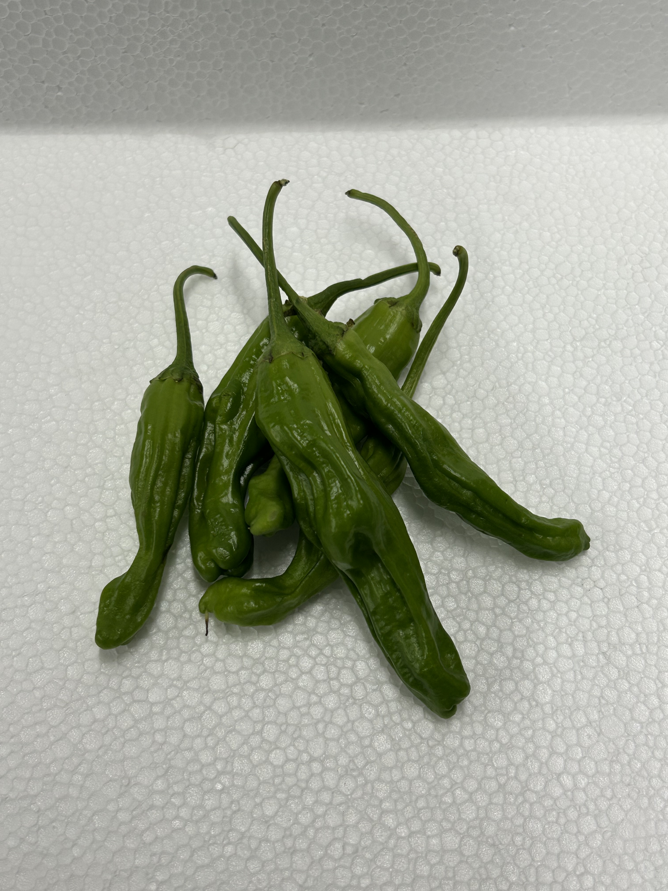 SHISHITO (JP CHILI)