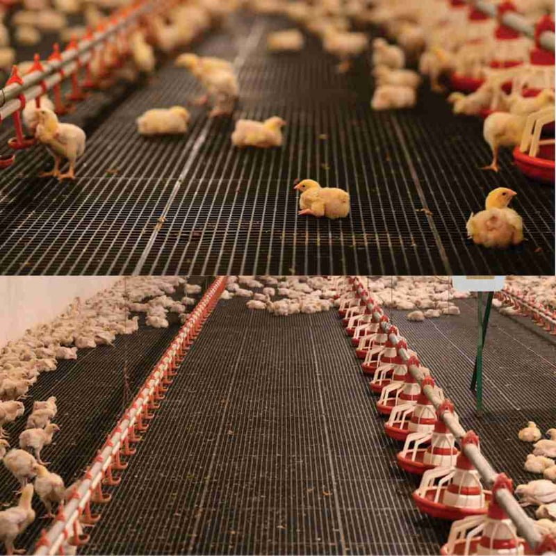 Plastic Flooring for chicken farm